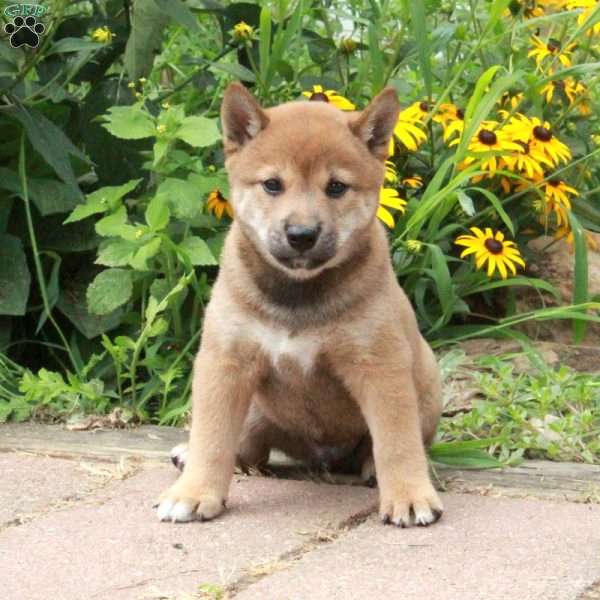 Rio, Shiba Inu Puppy