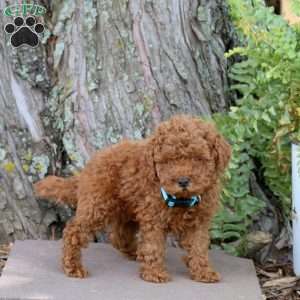 Rio, Miniature Poodle Puppy