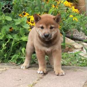 Rio, Shiba Inu Puppy
