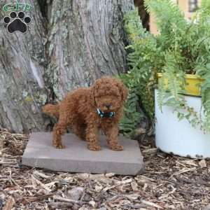 Rio, Miniature Poodle Puppy