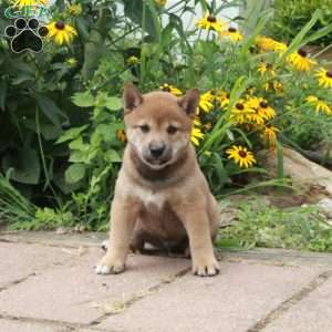 Rio, Shiba Inu Puppy