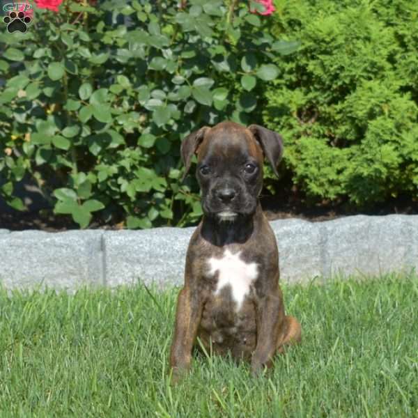 Ripples, Boxer Puppy