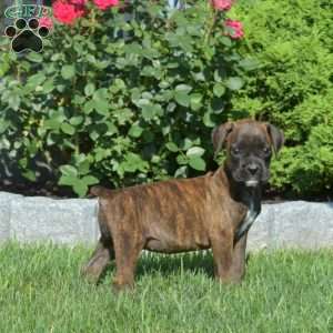 Ripples, Boxer Puppy