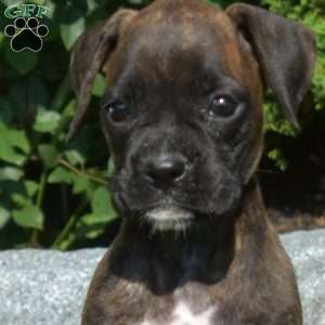 Ripples, Boxer Puppy