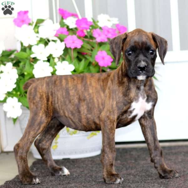 Ripples, Boxer Puppy