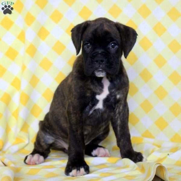Rita, Boxer Puppy