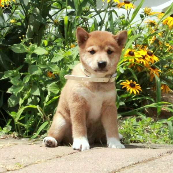 Rita, Shiba Inu Puppy