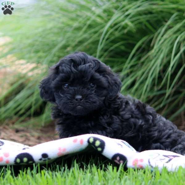 Rita, Shih-Poo Puppy