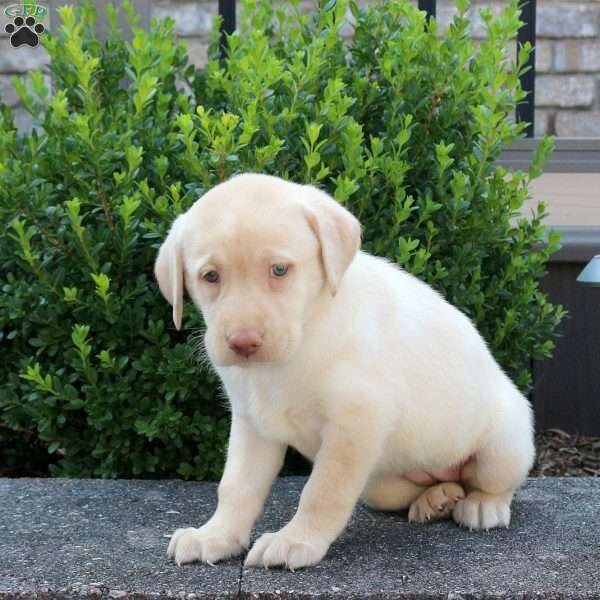 Rita, Yellow Labrador Retriever Puppy