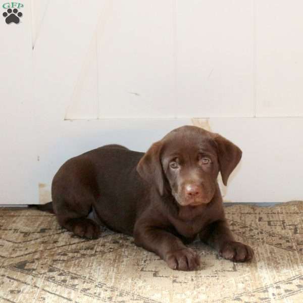 Rita, Chocolate Labrador Retriever Puppy