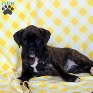 Rita, Boxer Puppy