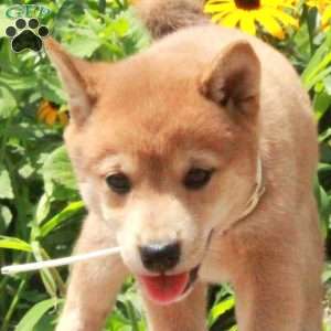 Rita, Shiba Inu Puppy