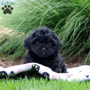 Rita, Shih-Poo Puppy
