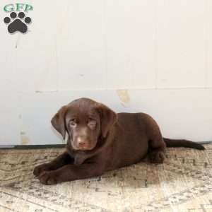 Rita, Chocolate Labrador Retriever Puppy