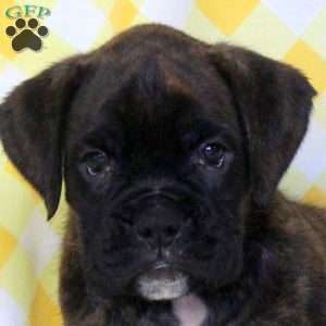 Rita, Boxer Puppy