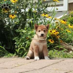 Rita, Shiba Inu Puppy