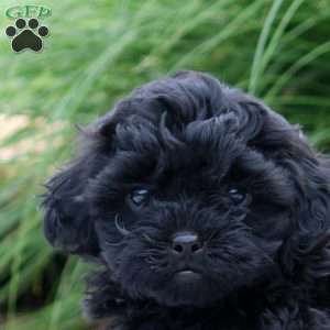 Rita, Shih-Poo Puppy