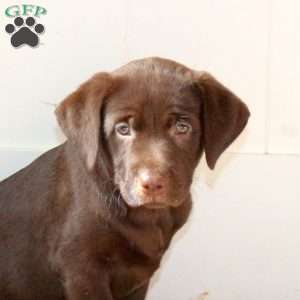 Rita, Chocolate Labrador Retriever Puppy