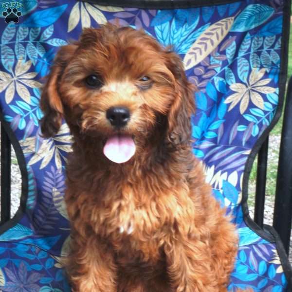 Rita, Cavapoo Puppy
