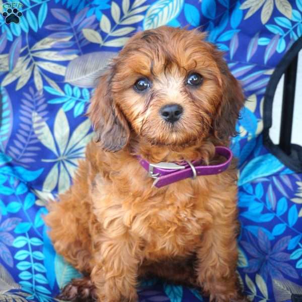 Rita, Cavapoo Puppy