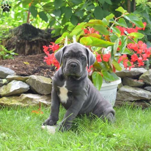 River, Cane Corso Puppy