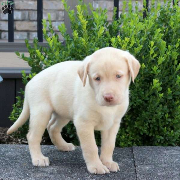River, Yellow Labrador Retriever Puppy