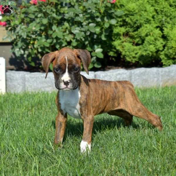 River, Boxer Puppy