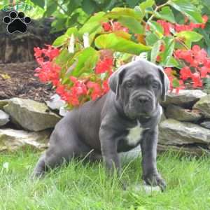 River, Cane Corso Puppy