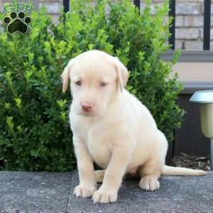 River, Yellow Labrador Retriever Puppy