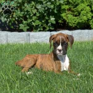 River, Boxer Puppy