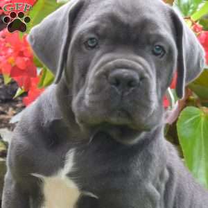 River, Cane Corso Puppy