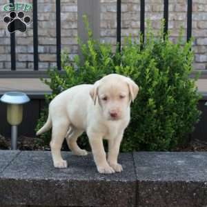 River, Yellow Labrador Retriever Puppy