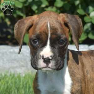 River, Boxer Puppy