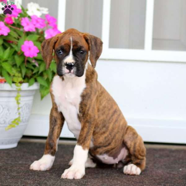 River, Boxer Puppy