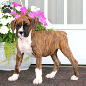 River, Boxer Puppy