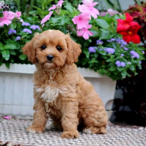 Robby, Cavapoo Puppy