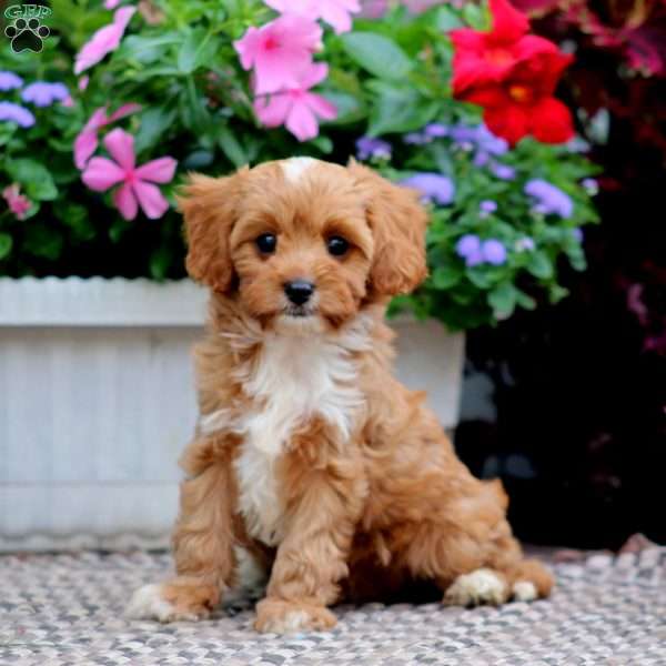 Robo, Cavapoo Puppy