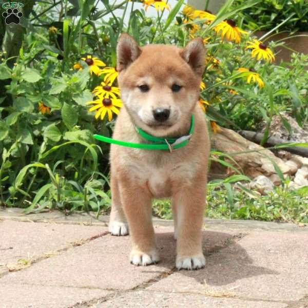Rocco, Shiba Inu Puppy