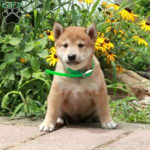Rocco, Shiba Inu Puppy