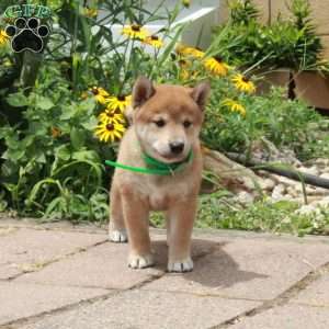 Rocco, Shiba Inu Puppy