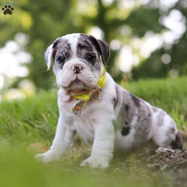 Rocket, Beabull Puppy