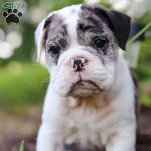 Rocket, Beabull Puppy