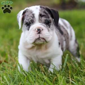 Rocket, Beabull Puppy