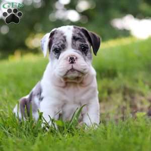 Rocket, Beabull Puppy