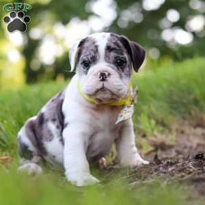 Rocket, Beabull Puppy
