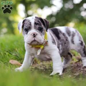 Rocket, Beabull Puppy