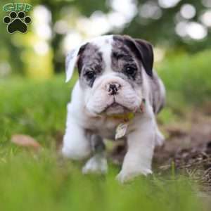 Rocket, Beabull Puppy