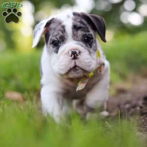 Rocket, Beabull Puppy