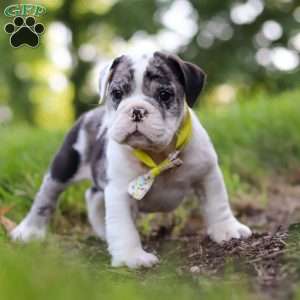Rocket, Beabull Puppy