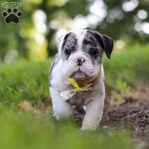 Rocket, Beabull Puppy